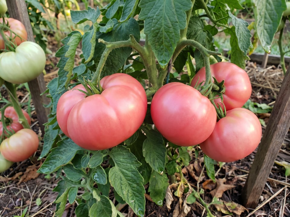 A truss of New Big Dwarf tomatoes