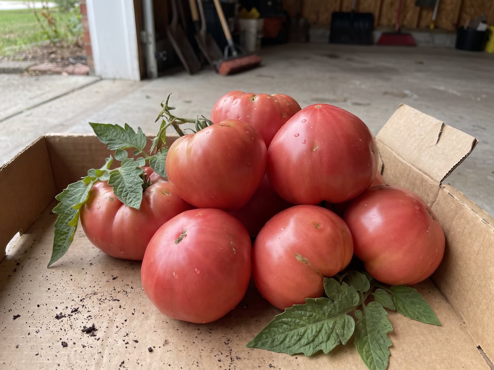 Freshly picked New Big Dwarf tomatoes