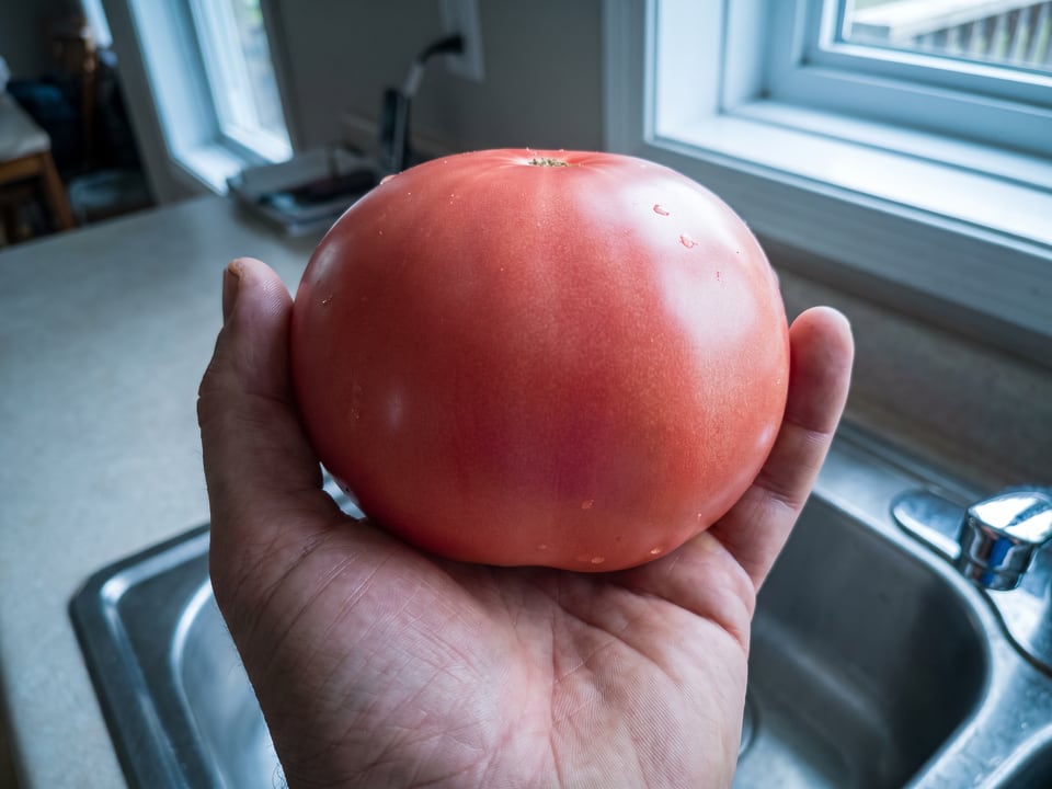 A ripe New Big Dwarf tomato held in a gardener's hand