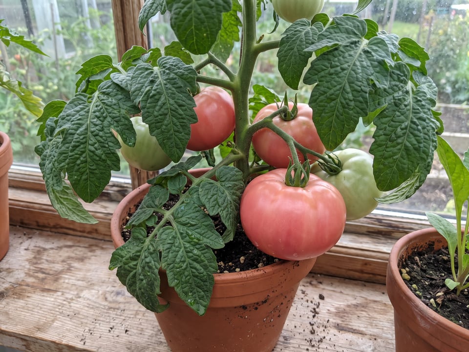 New Big Dwarf tomatoes ripening on the vine under cover