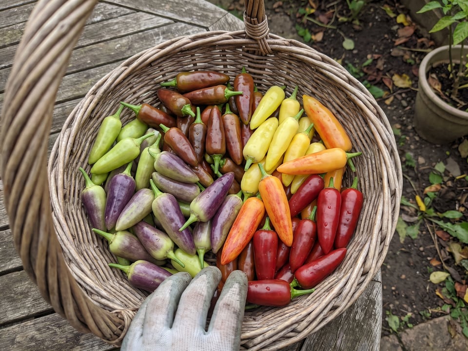 Freshly picked NuMex Twilight peppers