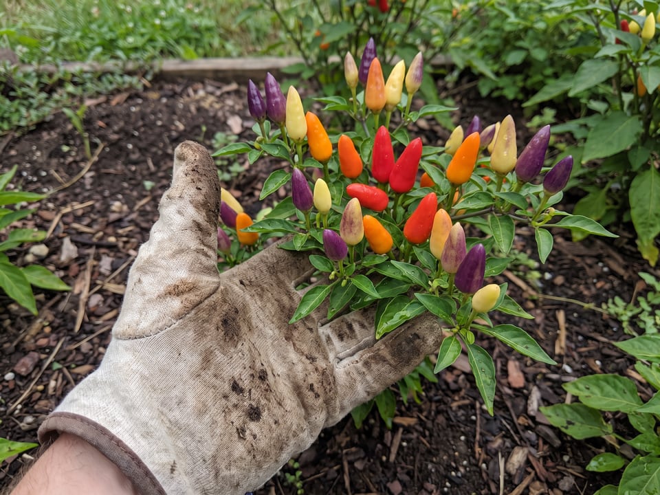 A ripe NuMex Twilight pepper pod held in a gardener's hand