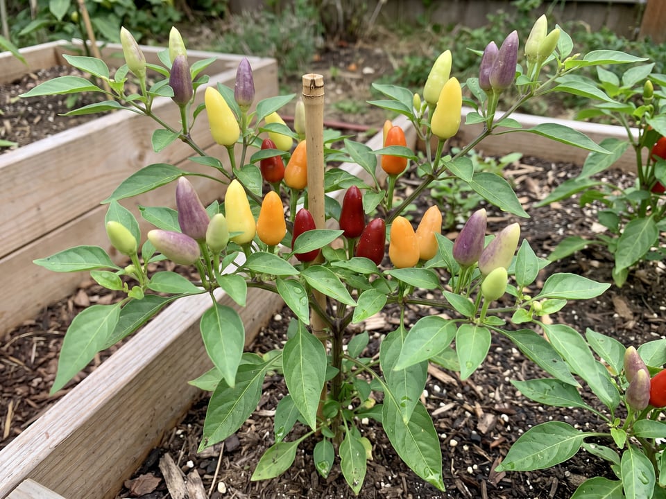 NuMex Twilight pepper plant with ripe pods