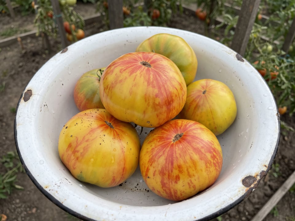 Freshly picked Old German tomatoes