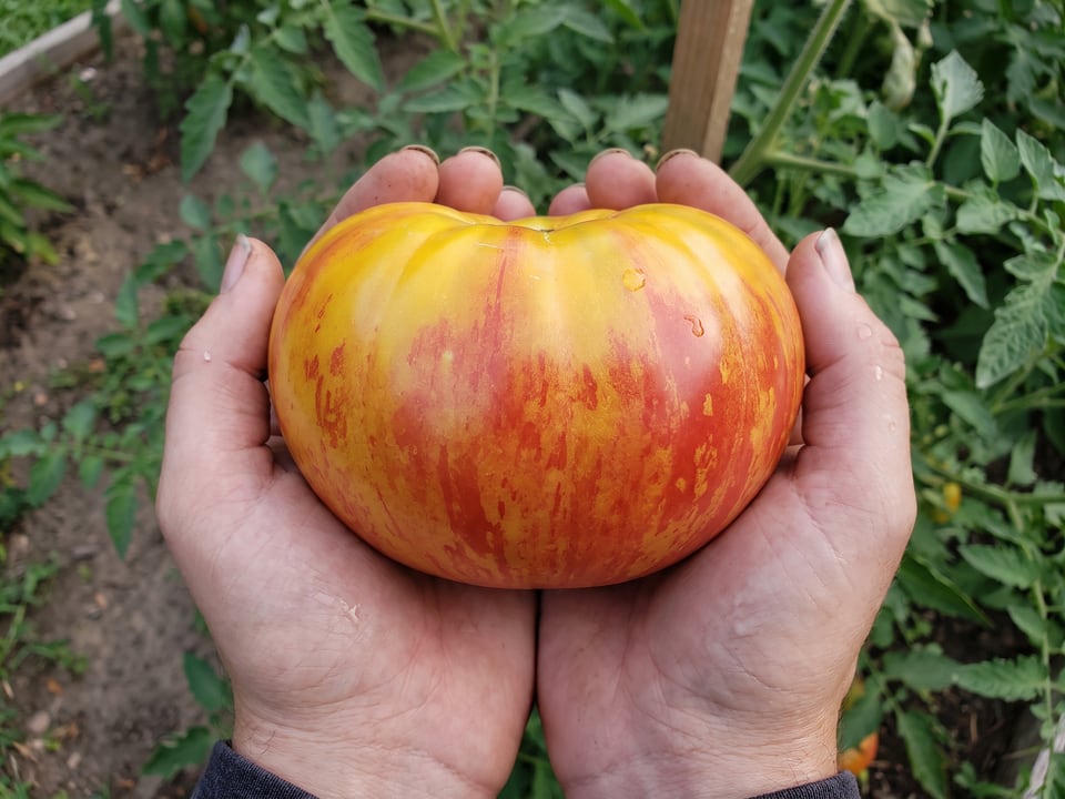 A ripe Old German tomato held in a gardener's hand
