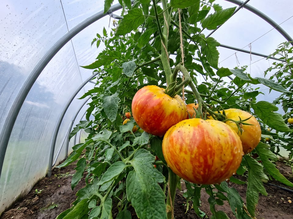 Old German tomatoes ripening on the vine under cover