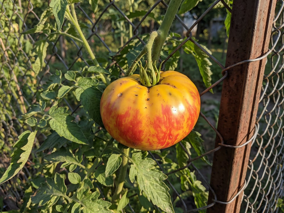 Old German tomato plant in a garden bed with ripe fruit on the vine