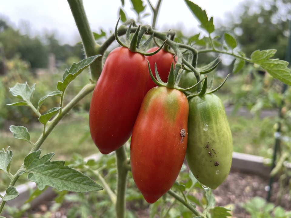 A truss of Opalka tomatoes