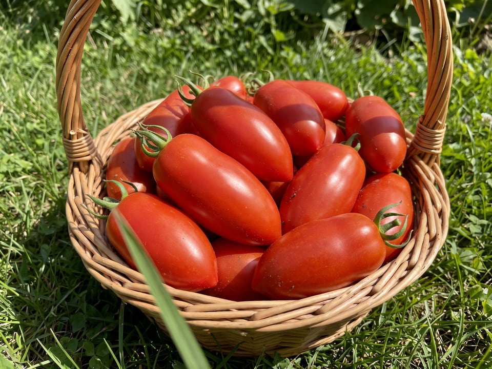 Freshly picked Opalka tomatoes