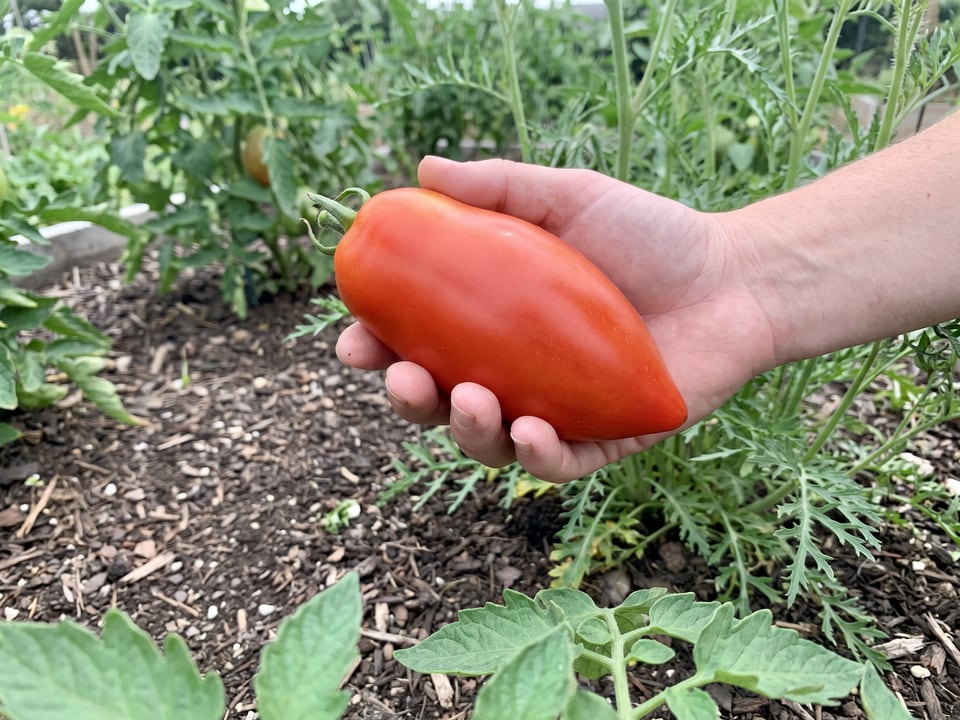 A ripe Opalka tomato held in a gardener's hand