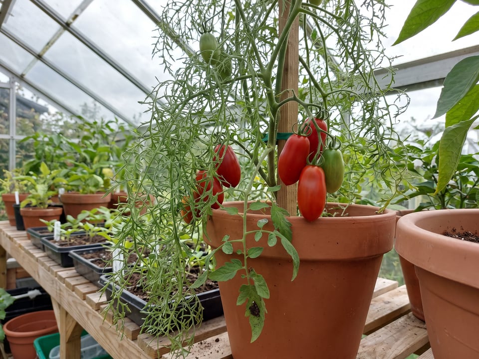 Opalka tomatoes ripening on the vine under cover
