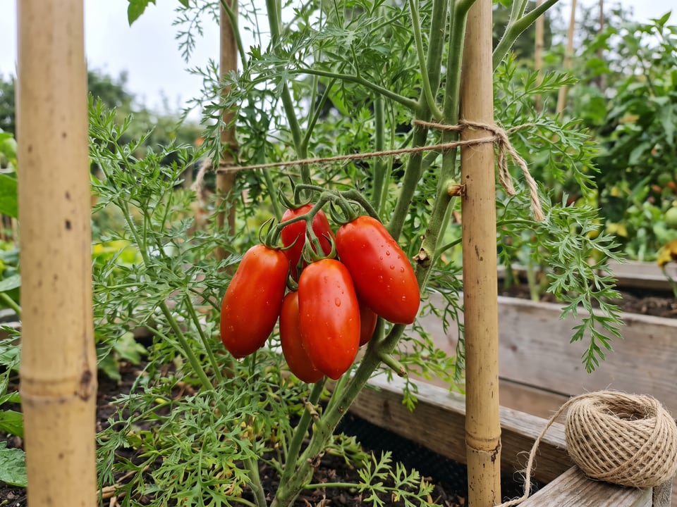 Opalka tomato plant in a garden bed with ripe fruit on the vine