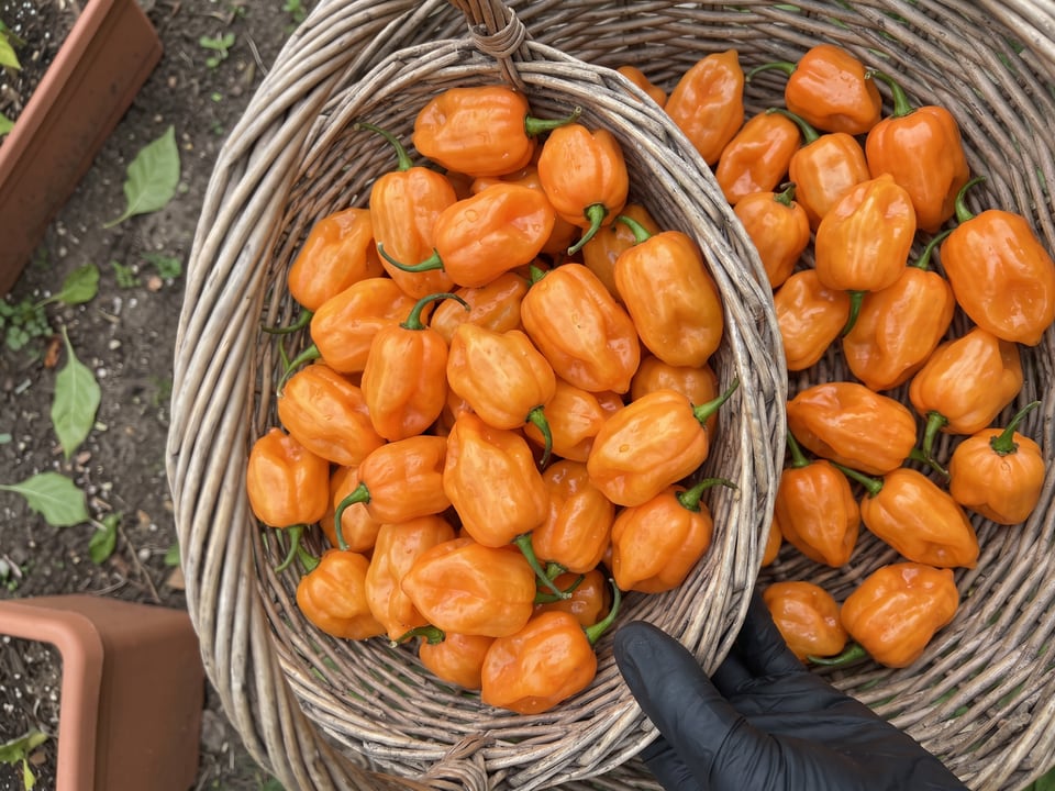 Freshly picked Orange Habanero peppers
