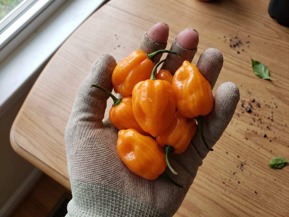 A ripe Orange Habanero pepper pod held in a gardener's hand
