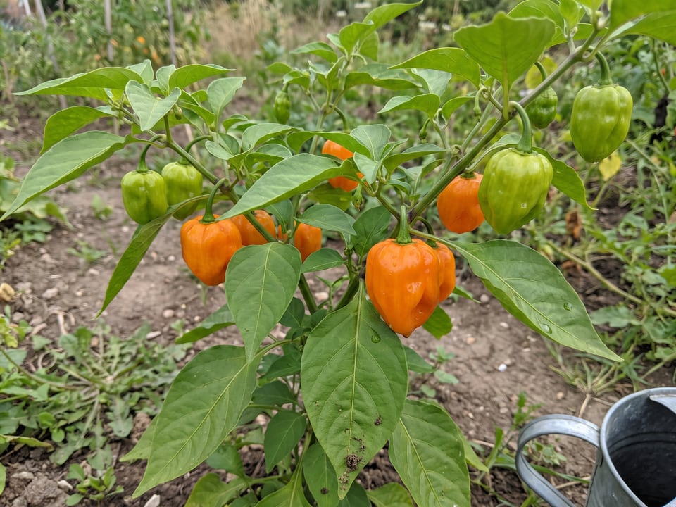 Orange Habanero pepper plant with ripe pods