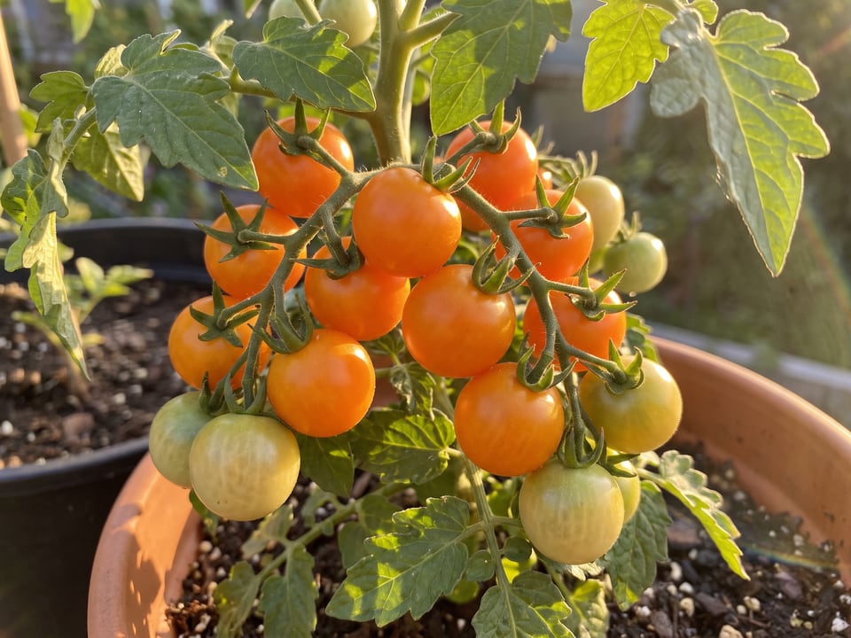 A truss of Orange Hat tomatoes