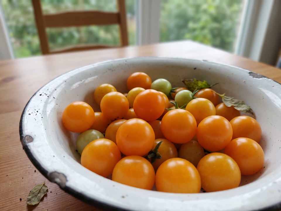 Freshly picked Orange Hat tomatoes