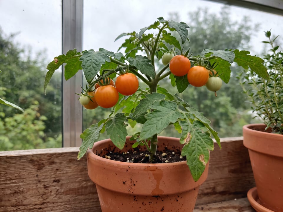 Orange Hat tomatoes ripening on the vine under cover