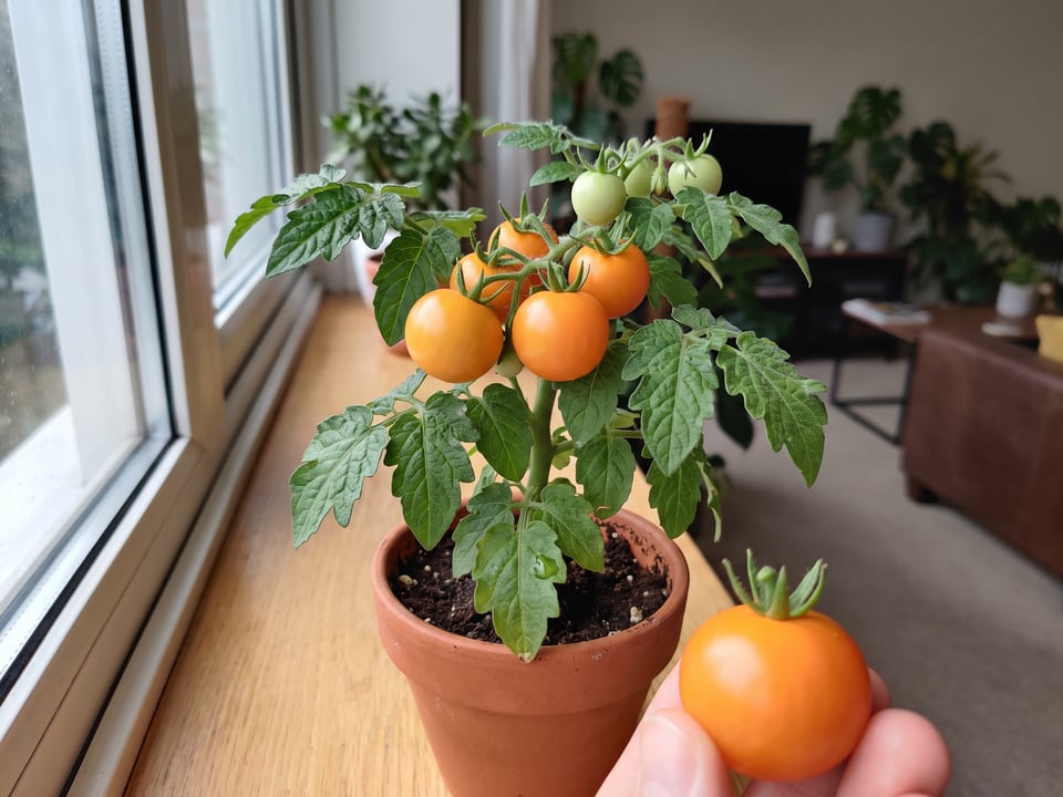 Orange Hat tomato plant in a garden bed with ripe fruit on the vine