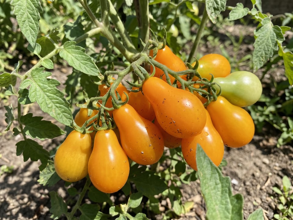 A truss of Orange Pear tomatoes
