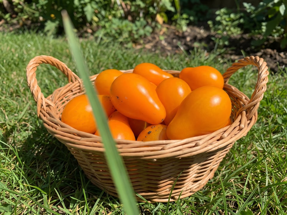 Freshly picked Orange Pear tomatoes