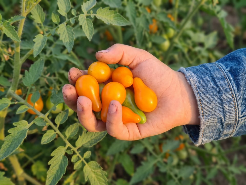 A ripe Orange Pear tomato held in a gardener's hand