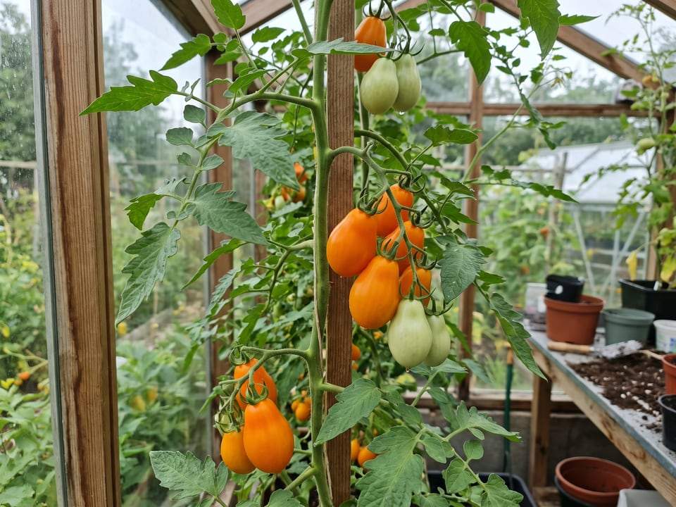 Orange Pear tomatoes ripening on the vine under cover