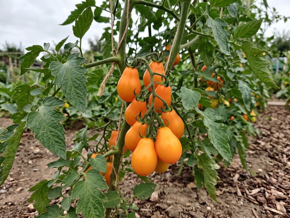 Orange Pear tomato plant in a garden bed with ripe fruit on the vine