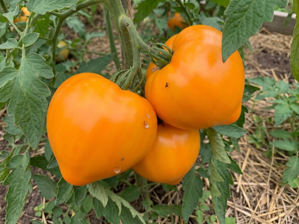A truss of Orange Strawberry tomatoes