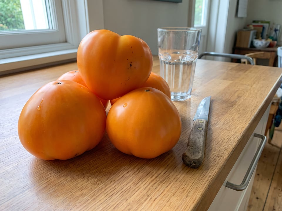 Freshly picked Orange Strawberry tomatoes
