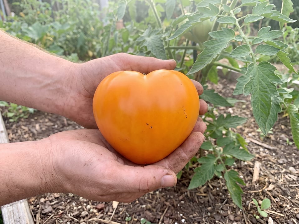 A ripe Orange Strawberry tomato held in a gardener's hand