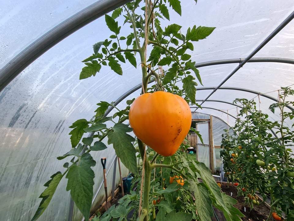 Orange Strawberry tomatoes ripening on the vine under cover