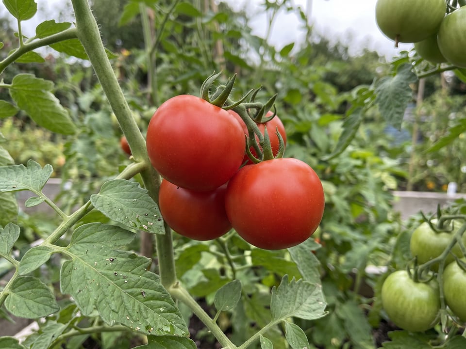 A truss of Oregon Spring tomatoes