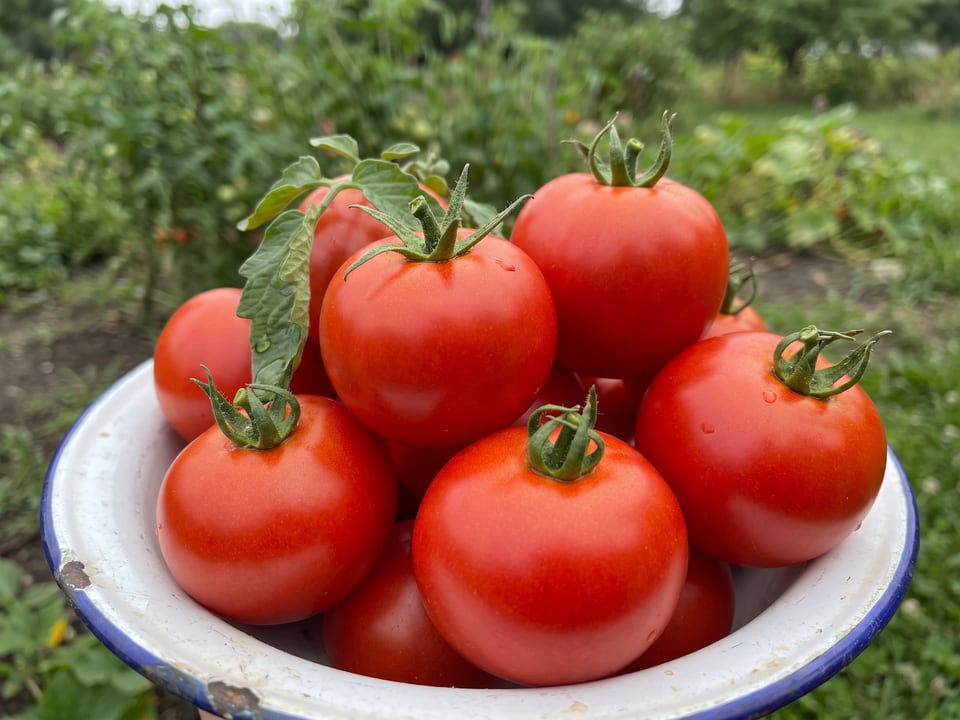 Freshly picked Oregon Spring tomatoes