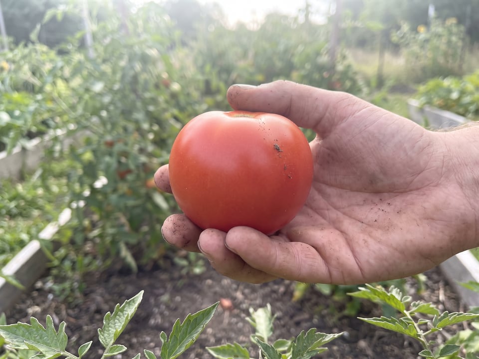 A ripe Oregon Spring tomato held in a gardener's hand