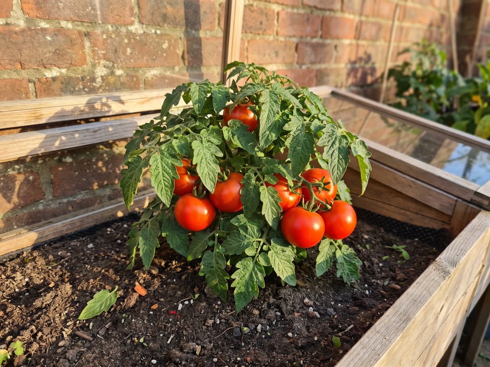 Oregon Spring tomatoes ripening on the vine under cover