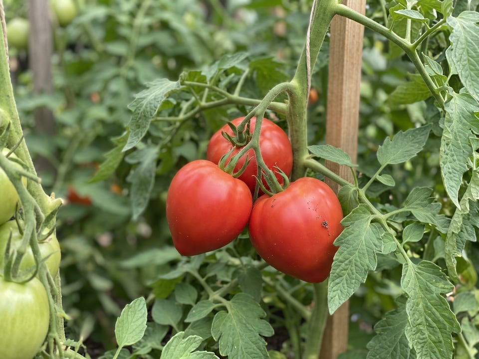 A truss of Oxheart tomatoes