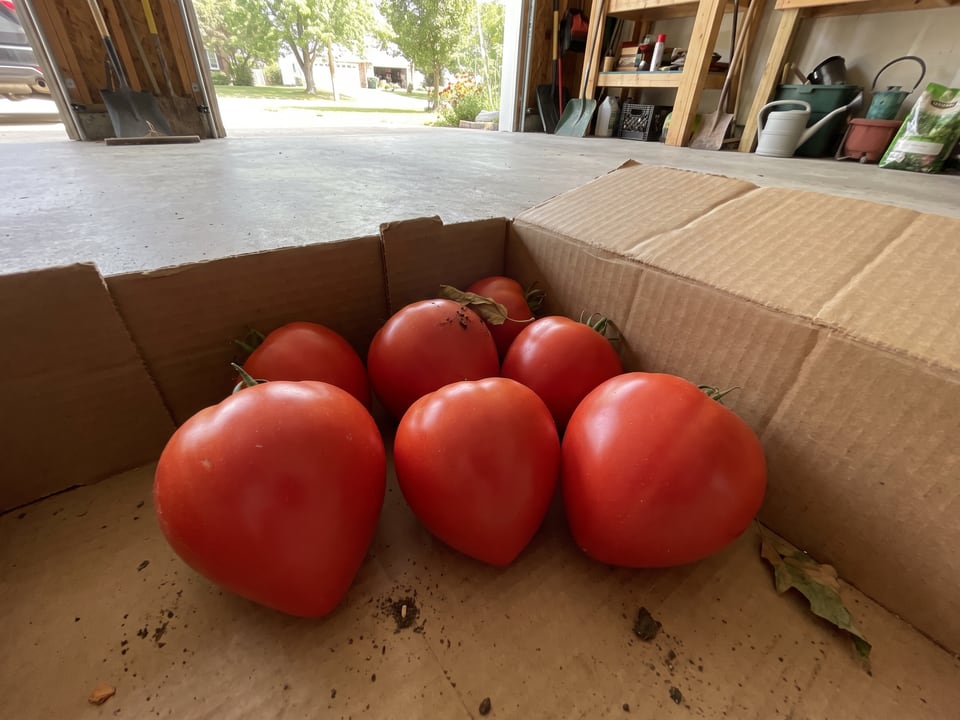 Freshly picked Oxheart tomatoes