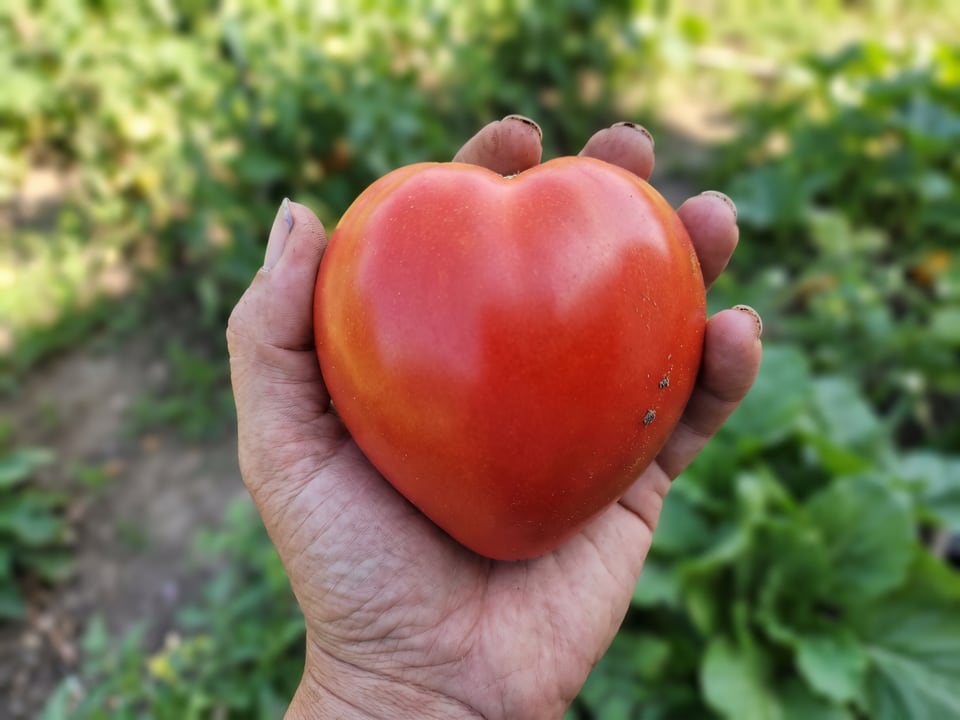 A ripe Oxheart tomato held in a gardener's hand