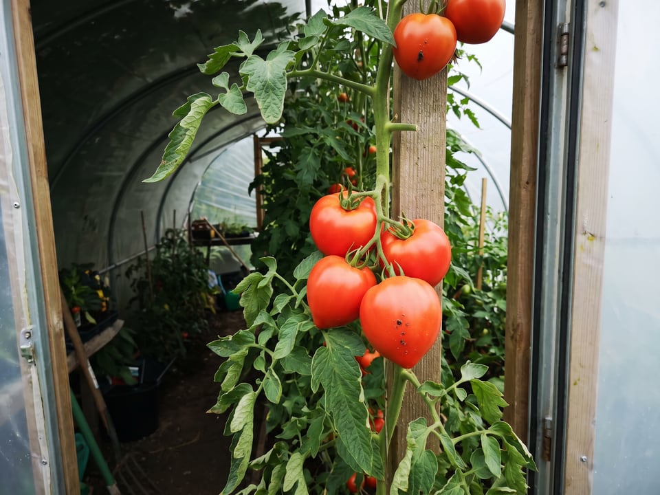 Oxheart tomatoes ripening on the vine under cover