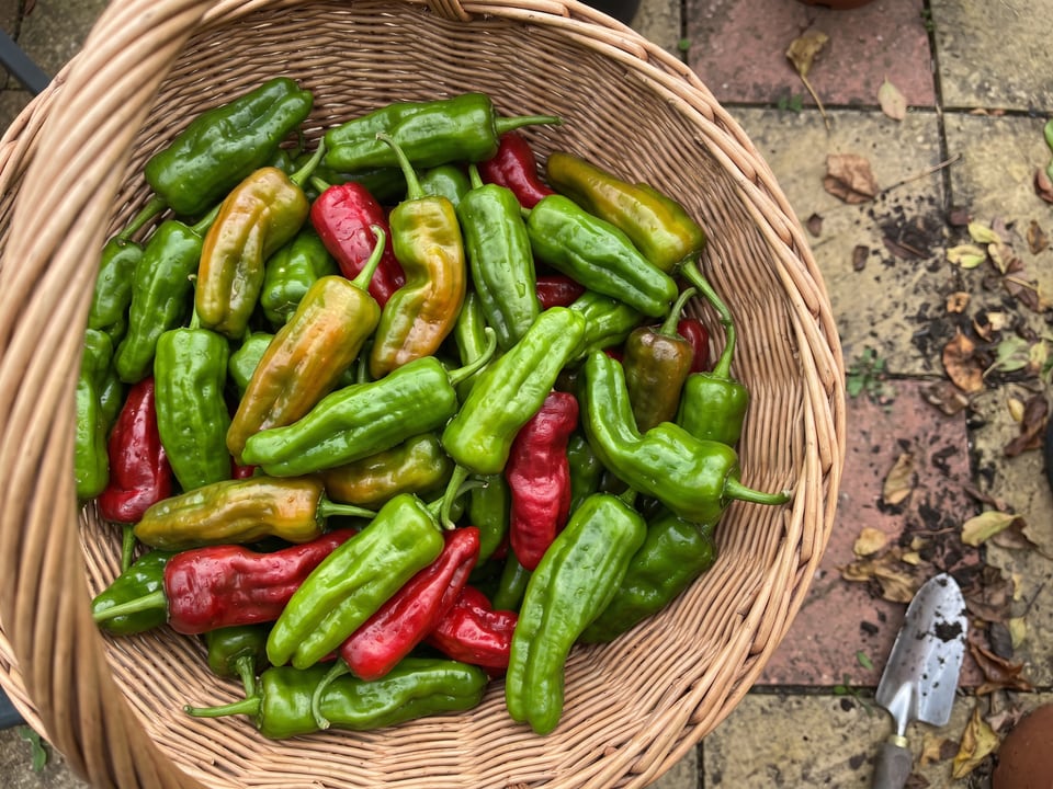 Freshly picked Padron peppers