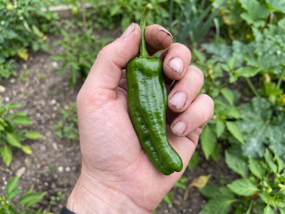 A ripe Padron pepper pod held in a gardener's hand