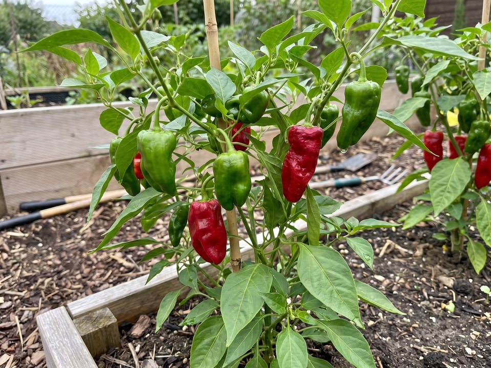 Padron pepper plant with ripe pods