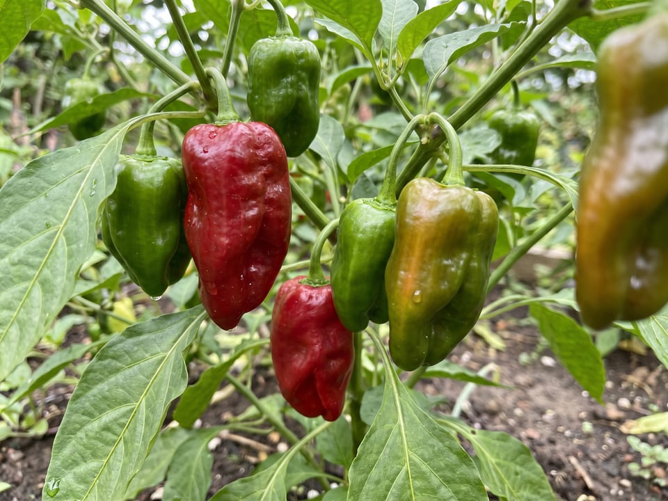 Ripe Padron pepper pods on the plant