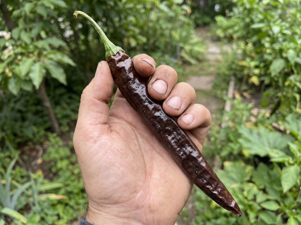 A ripe Pasilla Bajio pepper pod held in a gardener's hand