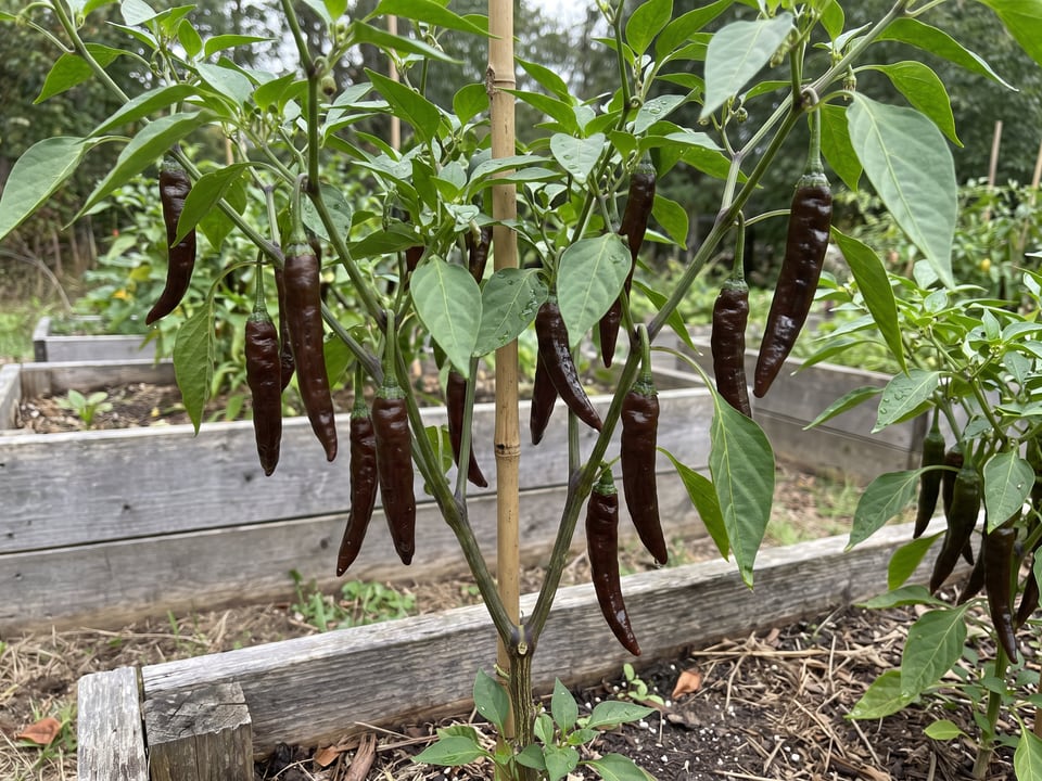 Pasilla Bajio pepper plant with ripe pods