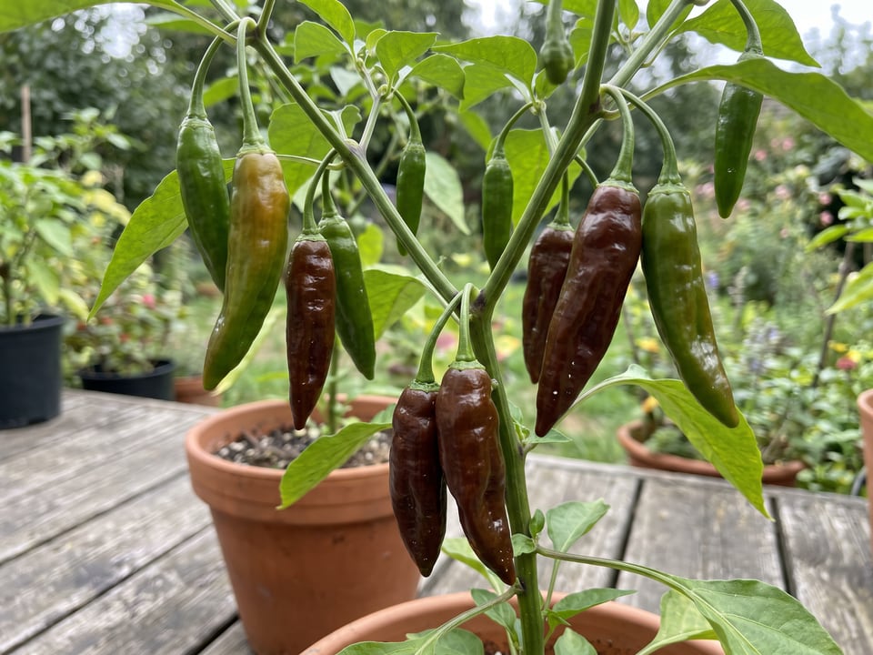 Ripe Pasilla Bajio pepper pods on the plant