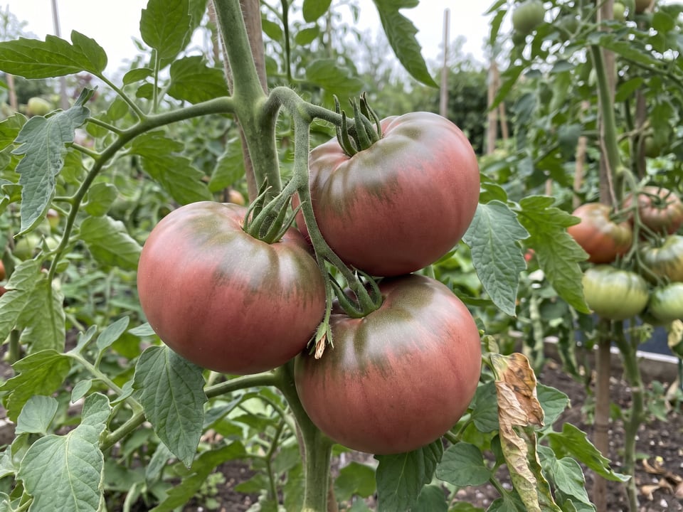 A truss of Paul Robeson tomatoes