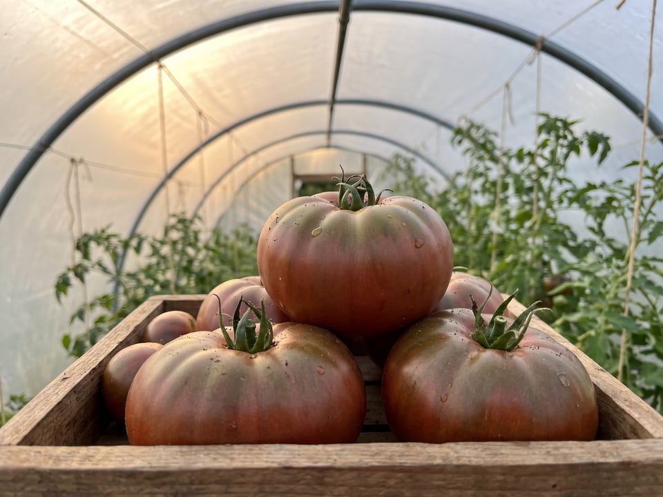 Freshly picked Paul Robeson tomatoes