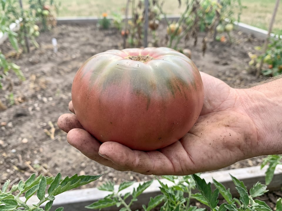 A ripe Paul Robeson tomato held in a gardener's hand